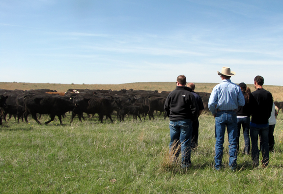 Cows and calves