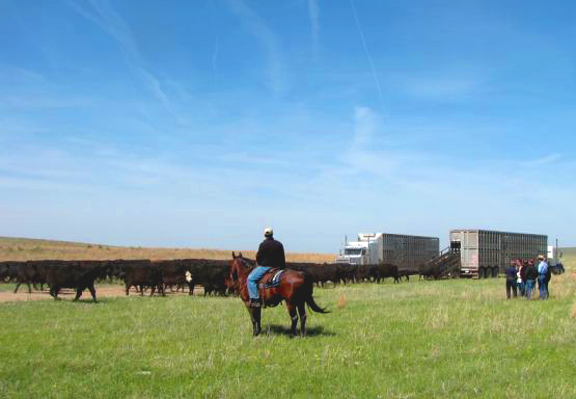 Cowboy at cattle roundup.