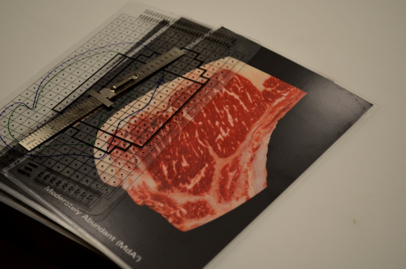 Moderately abundant beef grading chart