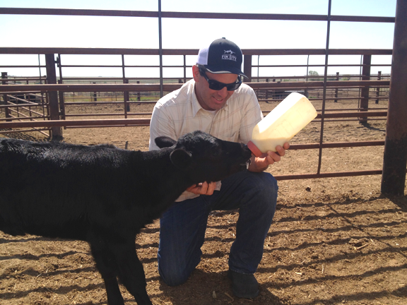 Man bottle-feeding calf.