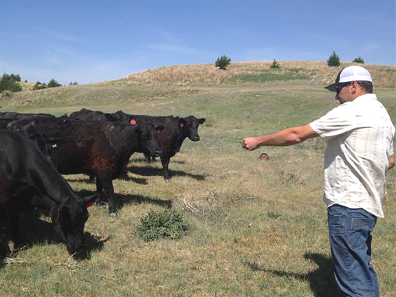 Cattle reaching for outstretched hand.