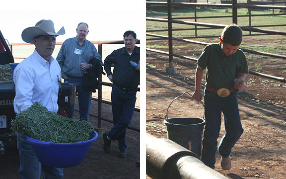 Cattle feeding and watering