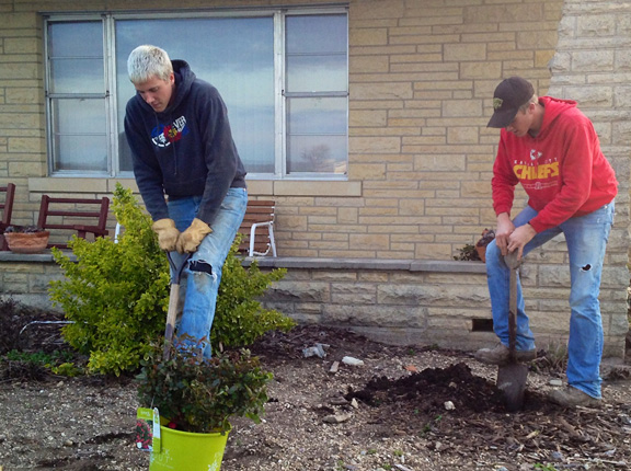 Planting rosebushes