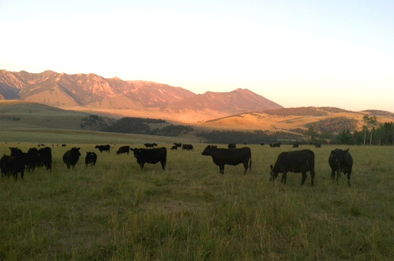 Angus cattle