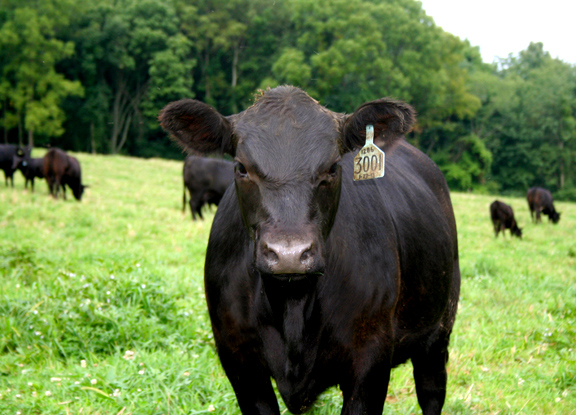 Angus cattle