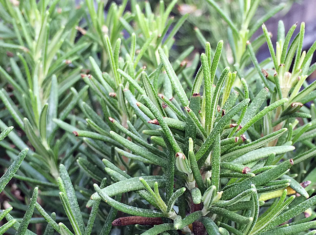 Rosemary