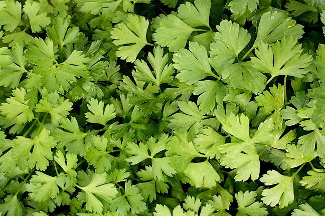 Flat-leaf parsley