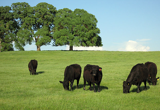 Five Star Land & Cattle Company, California