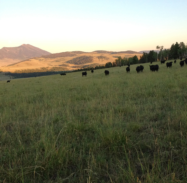 Angus cattle grazing on pasture at a ranch in Montana.