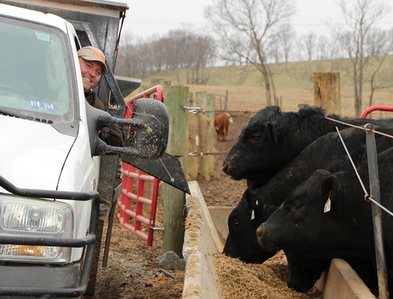 Boyd Beef Cattle, Kentucky