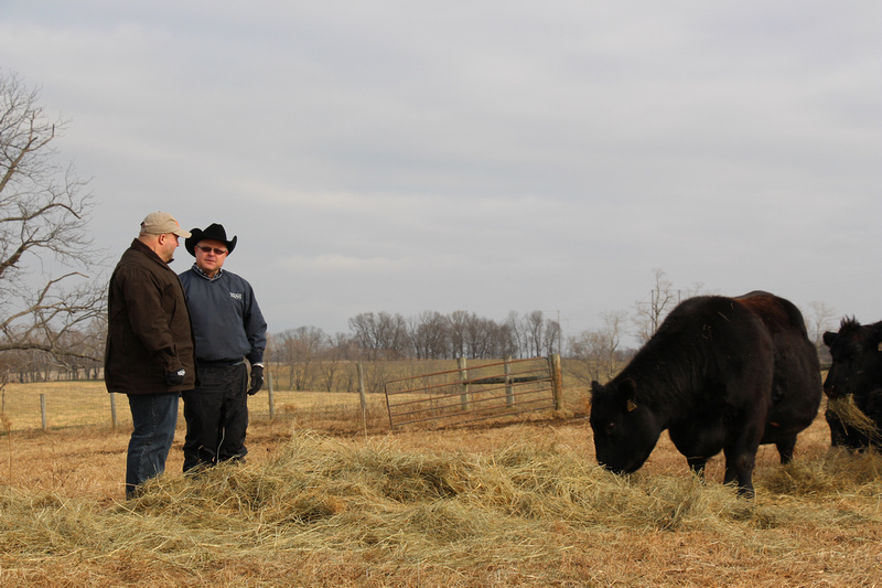 Boyd Beef Cattle in Kentucky